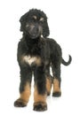 Puppy afghan hound Royalty Free Stock Photo