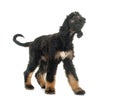 Puppy afghan hound Royalty Free Stock Photo