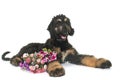 Puppy afghan hound Royalty Free Stock Photo