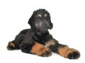 Puppy afghan hound Royalty Free Stock Photo