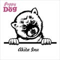 Puppy Akita Inu - Peeking Dogs - breed face head isolated on white Royalty Free Stock Photo