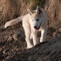 Puppy of alaskan husky