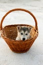 Puppy Alaskan malamula in the basket