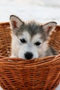 Puppy Alaskan malamula in the basket