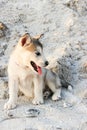 Puppy Alaskan Malamute