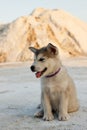 Puppy Alaskan Malamute