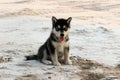 Puppy Alaskan Malamute