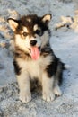 Puppy Alaskan Malamute