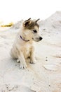 Puppy Alaskan Malamute