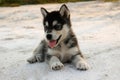 Puppy Alaskan Malamute