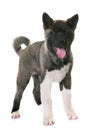 Puppy american akita