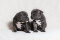 Puppy American bullies