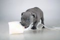 Puppy of the American Bully breed , plays nibbles toilet paper, does not panic for the epidemic , the virus