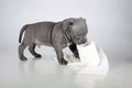 Puppy of the American Bully breed , plays nibbles toilet paper, does not panic for the epidemic , the virus