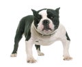 Puppy american bully Royalty Free Stock Photo