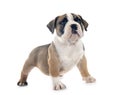 puppy american bully in studio Royalty Free Stock Photo