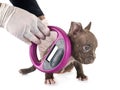 Puppy american bully and microchip Royalty Free Stock Photo