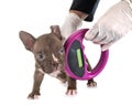Puppy american bully and microchip Royalty Free Stock Photo