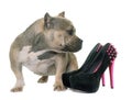 Puppy american bully and platform shoes Royalty Free Stock Photo