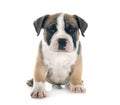 puppy american bully in studio Royalty Free Stock Photo