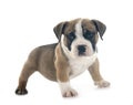 puppy american bully in studio Royalty Free Stock Photo