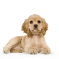 Puppy American Cocker Spaniel Royalty Free Stock Photo