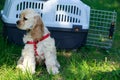 Puppy American Cocker Spaniel Royalty Free Stock Photo