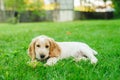 Puppy American Cocker Spaniel Royalty Free Stock Photo