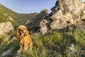 Puppy American Cocker Spaniel Royalty Free Stock Photo