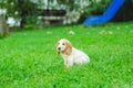 Puppy American Cocker Spaniel Royalty Free Stock Photo