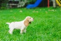 Puppy American Cocker Spaniel Royalty Free Stock Photo