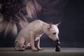 The puppy of the American hairless terrier smells a chess figure