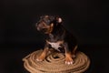 Puppy American Pit Bull Terrier sitt on a jute cord on black background Royalty Free Stock Photo