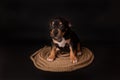 Puppy American Pit Bull Terrier sitt on a jute cord on black background Royalty Free Stock Photo