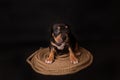 Puppy American Pit Bull Terrier sitt on a jute cord on black background Royalty Free Stock Photo