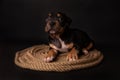 Puppy American Pit Bull Terrier sitt on a jute cord on black background Royalty Free Stock Photo