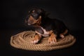 Puppy American Pit Bull Terrier sitt on a jute cord on black background Royalty Free Stock Photo