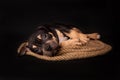 Puppy American Pit Bull Terrier sitt on a jute cord on black background Royalty Free Stock Photo