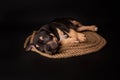 Puppy American Pit Bull Terrier sitt on a jute cord on black background Royalty Free Stock Photo