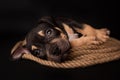 Puppy American Pit Bull Terrier sitt on a jute cord on black background Royalty Free Stock Photo