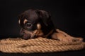 Puppy American Pit Bull Terrier sitt on a jute cord on black background Royalty Free Stock Photo