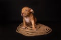 Puppy American Pit Bull Terrier sitt on a jute cord on black background Royalty Free Stock Photo