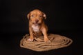 Puppy American Pit Bull Terrier sitt on a jute cord on black background Royalty Free Stock Photo