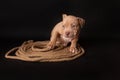 Puppy American Pit Bull Terrier sitt on a jute cord on black background Royalty Free Stock Photo