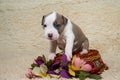 Puppy American Staffordshire Terrier, dog turned