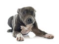 Puppy american staffordshire terrier Royalty Free Stock Photo