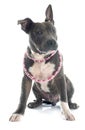 Puppy american staffordshire terrier Royalty Free Stock Photo