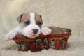 Puppy of the American Staffordshire terrier lyin