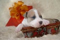 Puppy of the American Staffordshire terrier play