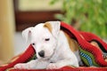 Puppy American Staffordshire Terrier Royalty Free Stock Photo